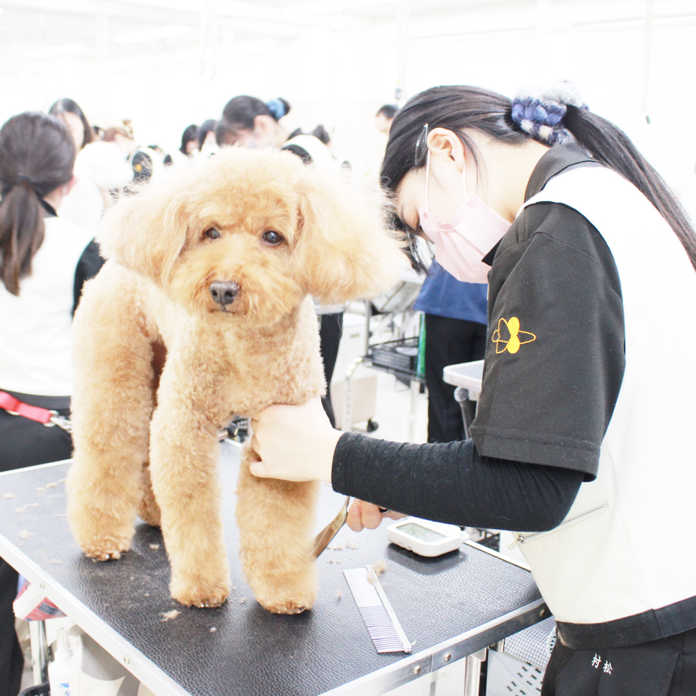 ２年生はお客様犬のトリミング！